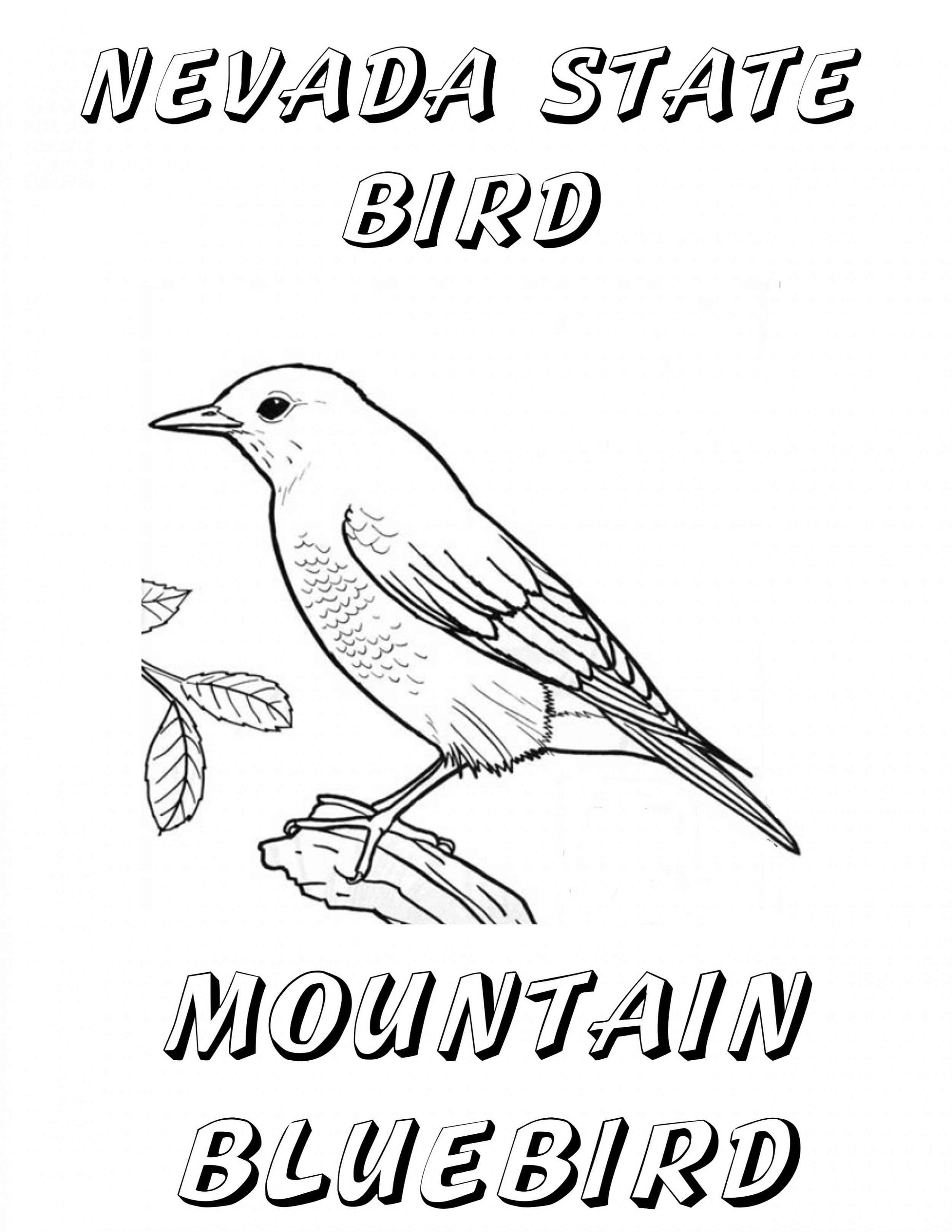  Mountain Bluebird Coloring Page with simple drawing