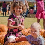 In the Pumpkin Patch, 2012 Copyright Will Hull, Windy Pinwheel