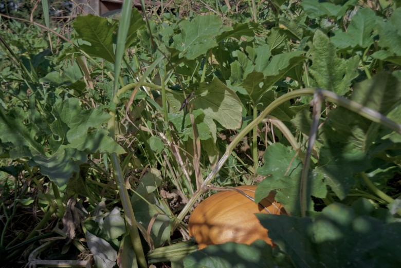 Inside the Pumpkin Patch at Kids Inc. in Apple Hill Inside the Pumpkin Patch at Kids Inc. in Apple Hill, 2012 Copyright Will Hull, Windy Pinwheel