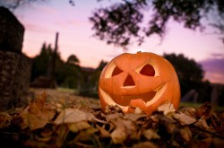 Halloween Evening A halloween pumpkin sat on a bed of autumn leaves.