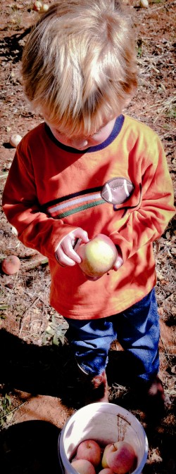 Apple Hill: Filling up the buckets at Denver Dan's Apple Patch Apple Hill: Filling up the buckets at Denver Dan's Apple Patch, 2012 Copyright Lauren Bradfield, Windy Pinwheel
