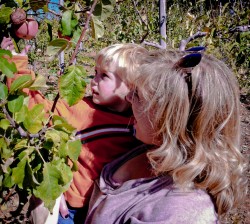 Apple Hill: More apple fun at Hangtown Kid Apple Orchard Apple Hill: More apple fun at Hangtown Kid Apple Orchard, 2012 Copyright Lauren Bradfield, Windy Pinwheel