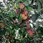 Apple Hill: Apples Begging to be Picked at Apple Hill Apple Hill: Apples Begging to be Picked at Apple Hill, 2012 Copyright Lauren Bradfield, Windy Pinwheel