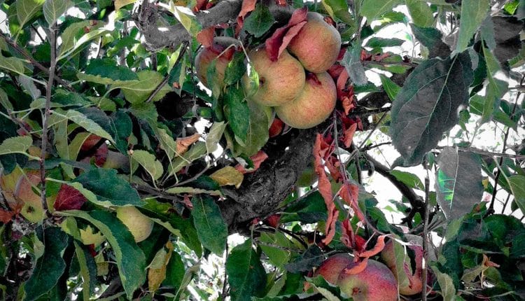 Apple Hill: Apples Begging to be Picked at Apple Hill, 2012 Copyright Lauren Bradfield, Windy Pinwheel