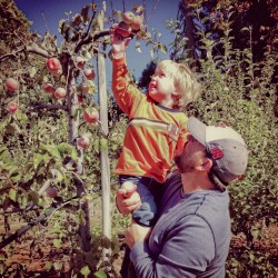 Apple Hill: Picking Fuji apples at Hangtown Kid Apple Orchard Apple Hill: Picking Fuji apples at Hangtown Kid Apple Orchard, 2012 Copyright Lauren Bradfield, Windy Pinwheel