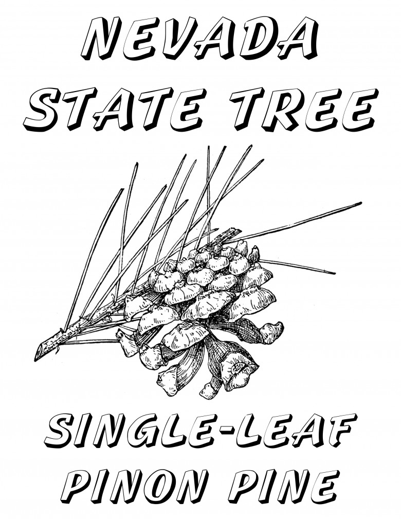 Nevada Day Coloring Book: State Tree(s), Single-Leaf Piñon Pine and Ponderosa Pine, 2012 Copyright Christine Hull, Windy Pinwheel Nevada Day Coloring Book: State Tree(s), Piñon Pine and Ponderosa Pine, 2012 Copyright Christine Hull, Windy Pinwheel
