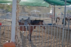 Toll House Pumpkin Patch: Pony at the Ready toll house pumpkin patch Toll House Pumpkin Patch: Pony at the Ready, 2012 Copyright Christine Hull, Windy Pinwheel toll house pumpkin patch