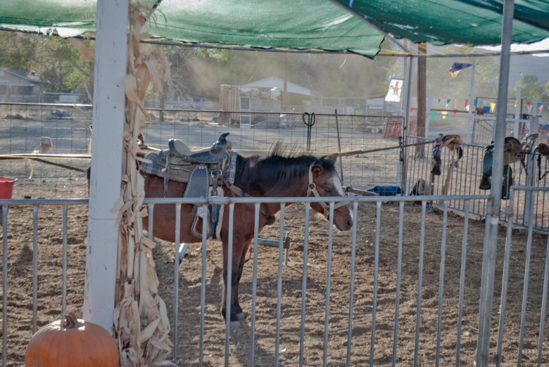Toll House Pumpkin Patch: Pony at the Ready toll house pumpkin patch Toll House Pumpkin Patch: Pony at the Ready, 2012 Copyright Christine Hull, Windy Pinwheel toll house pumpkin patch