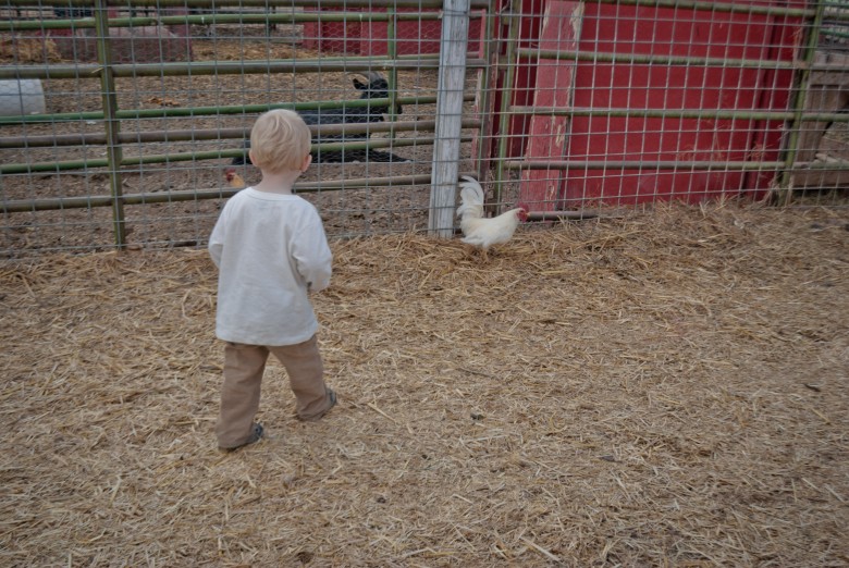 Toll House Pumpkin Patch: Chasing a Chicken toll house pumpkin patch Toll House Pumpkin Patch: Chasing a Chicken, 2012 Copyright Christine Hull, Windy Pinwheel toll house pumpkin patch