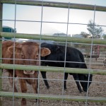 Toll House Pumpkin Patch: Cows in a Pen toll house pumpkin patch Toll House Pumpkin Patch: Cows in a Pen, 2012 Copyright Christine Hull, Windy Pinwheel toll house pumpkin patch