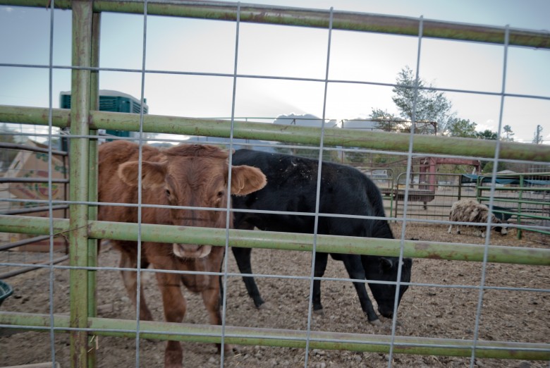 Toll House Pumpkin Patch: Cows in a Pen toll house pumpkin patch Toll House Pumpkin Patch: Cows in a Pen, 2012 Copyright Christine Hull, Windy Pinwheel toll house pumpkin patch