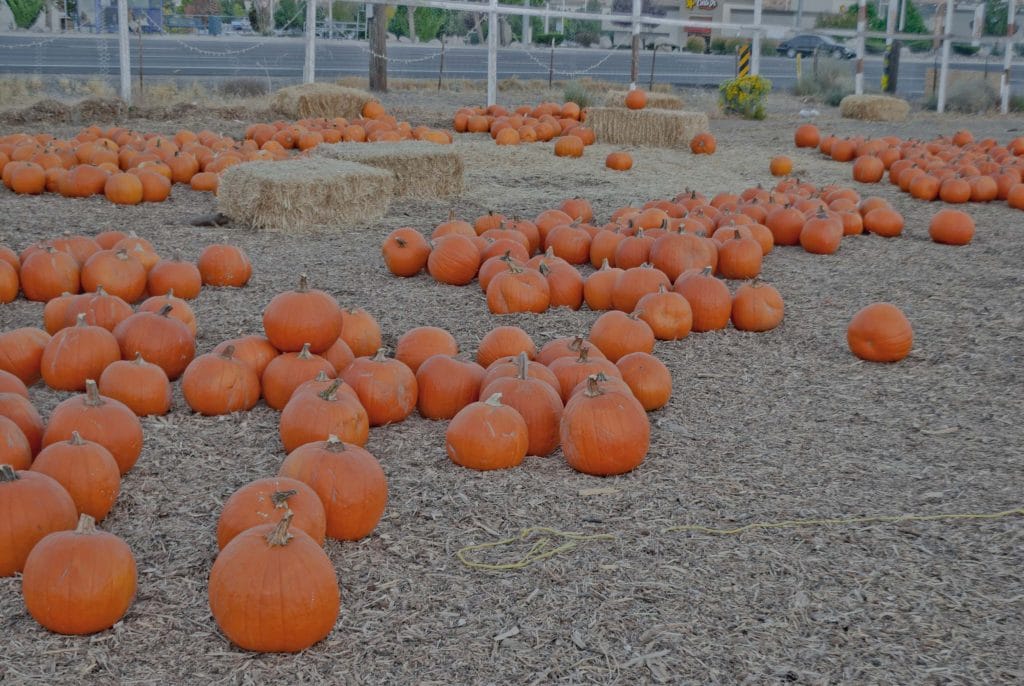 Toll House Pumpkin Patch: Pumpkins toll house pumpkin patch Toll House Pumpkin Patch: Pumpkins, 2012 Copyright Christine Hull, Windy Pinwheel toll house pumpkin patch