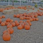 Toll House Pumpkin Patch: Pumpkins toll house pumpkin patch Toll House Pumpkin Patch: Pumpkins, 2012 Copyright Christine Hull, Windy Pinwheel toll house pumpkin patch