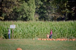 Apple Hill: Cardanini's Pumpkin Patch Corn Maze, 2013 Copyright Will Hull, Windy Pinwheel apple hill