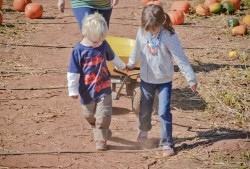 Apple Hill: Cardanini's Pumpkin Patch Looking for Pumpkins, 2013 Copyright Will Hull, Windy Pinwheel apple hill