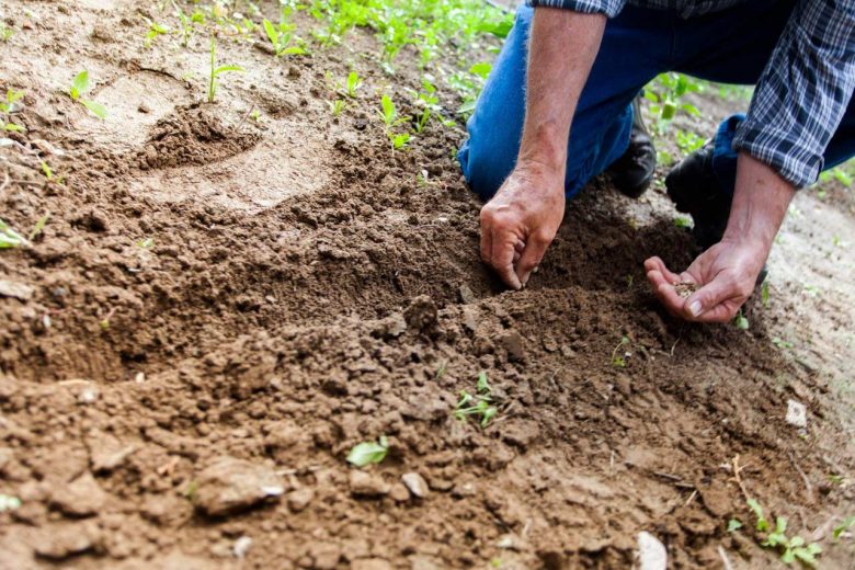 Building a small garden in your backyard: Preparing the soil in your garden, Source: Ann Katelyn, SumoGardener.com
