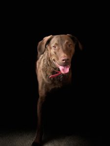 Chesapeake Bay Retriever, Sadie Magnolia, 2018 copyright Will Hull, Windy Pinwheel