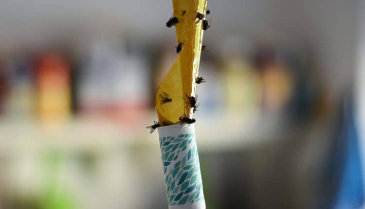 House Flies