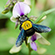Pest Wiki Gravatar